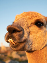 Llama closeups with eyelashes and teeth