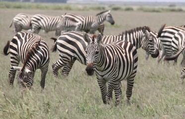 Fototapeta na wymiar a herd of zebra standing on top of a grass covered field