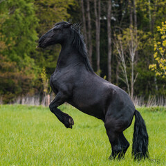 Black friesian horse runs gallop.