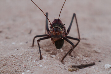 cricket