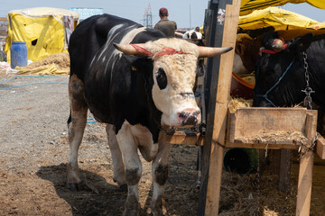 Cows standing side by side. front view