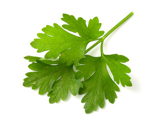Branch of green parsley isolated on white background. Fresh herbs for cooking.