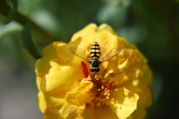 Schwebfliege auf Portulakblüte