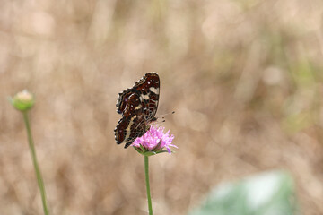 two butterflies collect nectar from a flower