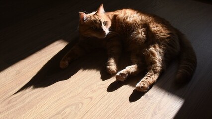 Red tabby cat on wooden floor in bright sunlight with dark shadows. Furry ginger cat raising head and looks side. Selective focus on triangle shadows of cat ears silhouette