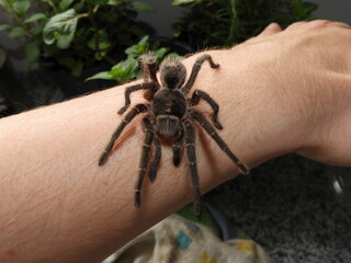 Tarantula