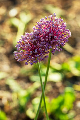Onion inflorescence closeup