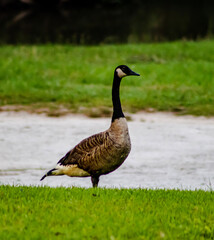 country goose on the grass from the side alone