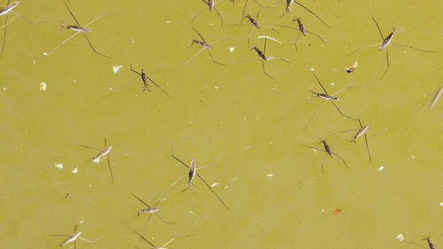 Group of Gerris lacustris, commonly known as the common pond skater is skating on a water surface.