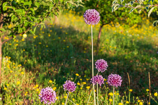 Onion inflorescences view