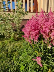 pink flowers in the garden
