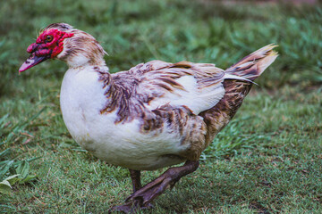 portrait of an ugly duck with red face