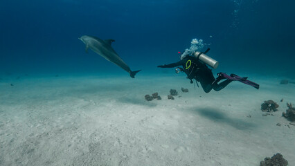 Diver and dolphin dive in the Red Sea