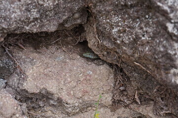 Lizard hiding in stones