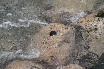 Sea urchin in water