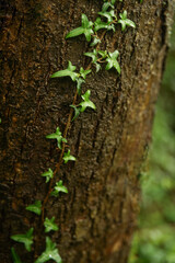 ivy growing on tree trunk