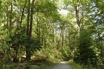 Fototapeta premium Forest in the morning. The path inside the forest.