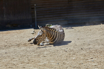 Fototapeta na wymiar Funny zebra is rolling in the sand