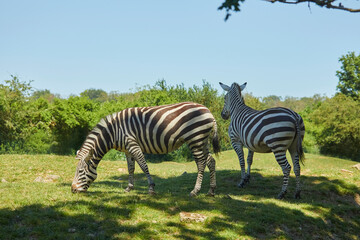 Fototapeta na wymiar Beautiful zebras eating in the pasture.