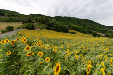 Field of sunflowers.