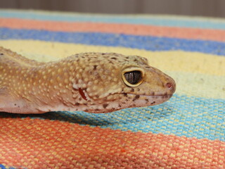 Gecko