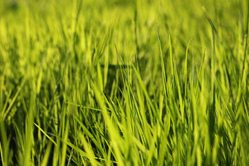 green grass background