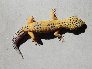 Gecko