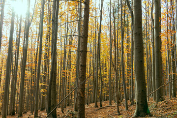 Defocused scene of fresh foliage, ideal as a nature background with bright vibrant colors