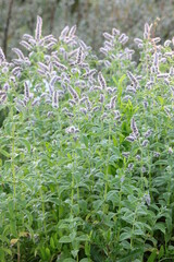 Kwitnąca mięta długolistna (Mentha Longifolia) © Monika