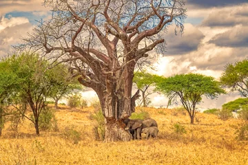 Zelfklevend Fotobehang Tanzania, Serengeti park – Elephant. © MiroslawKopec
