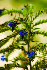 Roślina o niebieskich kwiatach . A plant with blue flowers - obrazy, fototapety, plakaty