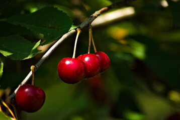 Czerwone owoce wiśni . Red cherry fruits .