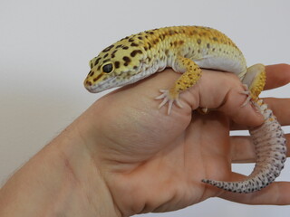 Gecko
