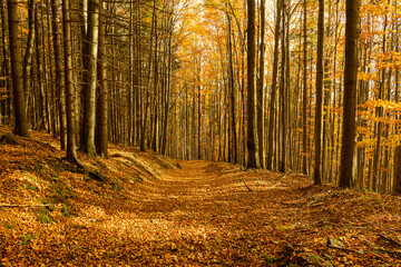 Autumn forest scenery with road of fall leaves & warm light illumining the gold foliage. Footpath in scene autumn forest nature. Vivid october day in colorful forest, maple autumn trees road fall way