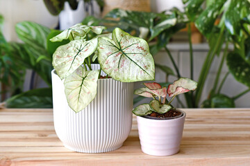 Exotic 'Caladium Bicolor Strawberry Star' and 'Caladium Peppermint' houseplants in flower pots on...