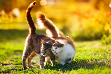 two cute cats in love they walk on the sunny green lawn hugging and caressing each other