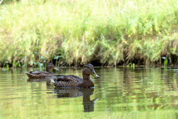 Close-up of mallard ducks swimming in the river
