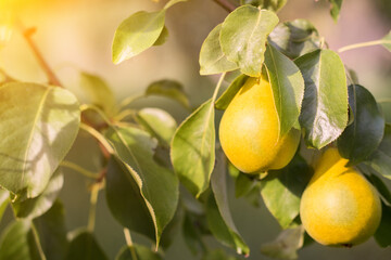 Organic pears on tree branch. - 446127660