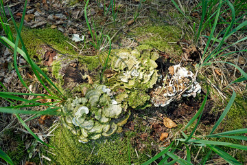 An old tree stump in the forest, eaten away by a polypore Top view of the vegetation under the forest canopy.