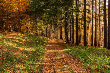 Autumn forest scenery with road of fall leaves & warm light illumining the gold foliage. Footpath...