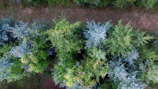 flying above some conifers