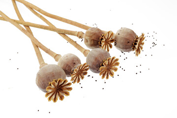 Seven poppy boxes on a white background, poppy seeds are scattered nearby, isolated on a white...