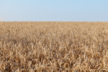 Ears of ripe wheat close-up. Wheat field. Beautiful Nature Sunset Landscape. Rural landscapes in bright sunlight.