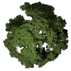 VEGETATION TOP VIEW - TREES AND BUSHES IN PLAN	