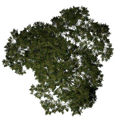 VEGETATION TOP VIEW - TREES AND BUSHES IN PLAN	