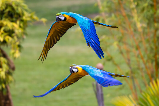 Blue-and-yellow macaw - Ara ararauna
