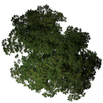 VEGETATION TOP VIEW - TREES AND BUSHES IN PLAN	