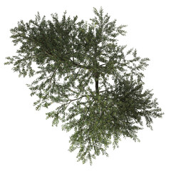 VEGETATION TOP VIEW - TREES AND BUSHES IN PLAN	