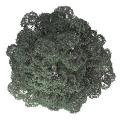 VEGETATION TOP VIEW - TREES AND BUSHES IN PLAN	