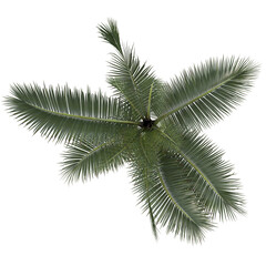 VEGETATION TOP VIEW - TREES AND BUSHES IN PLAN	